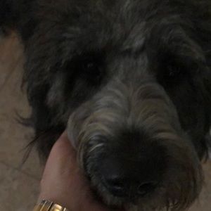 Meet your Posher, Ryan alan